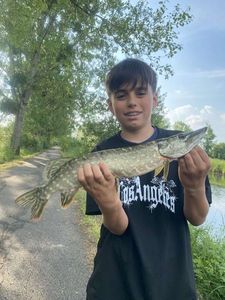 Northern Pike