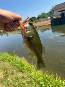 Largemouth Bass
