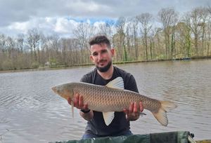 Grass Carp