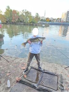 Zander