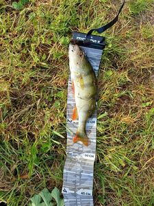 Yellow Perch