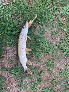 Northern Pike