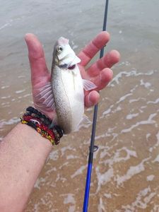 European Bass (Seabass)
