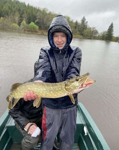 Northern Pike