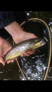Brown Trout