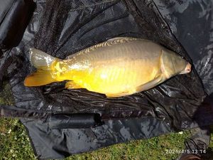 Mirror Carp