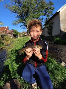 Brown Trout
