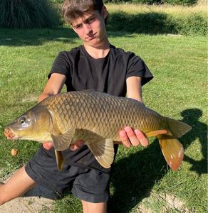 Common Carp