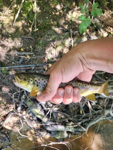 Brown Trout
