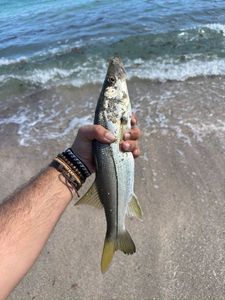Common Snook