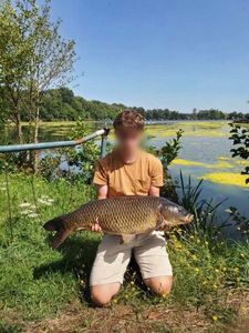 Common Carp