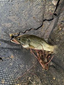 Largemouth Bass