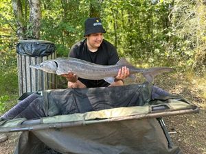 Siberian Sturgeon
