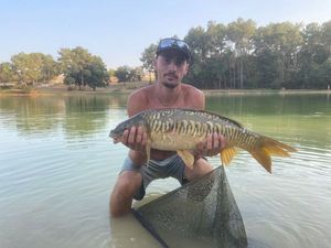 Carpe lineaire