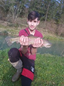 Brown Trout