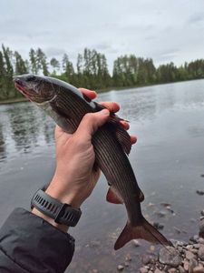 Grayling