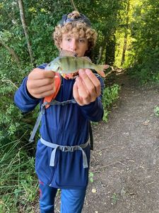 European Perch