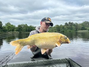Koï Fish