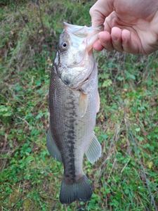 Largemouth Bass