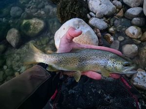 Brown Trout