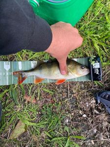 European Perch