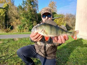 European Perch