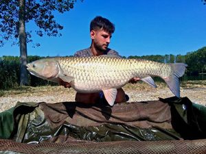 Grass Carp