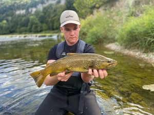 Brown Trout