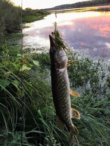 Northern Pike