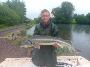 Sturgeon