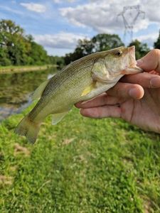 Largemouth Bass