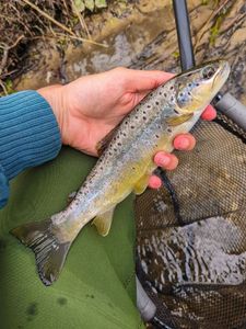 Brown Trout