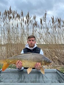 Mirror Carp