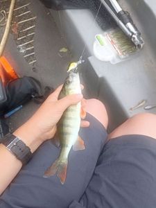 European Perch