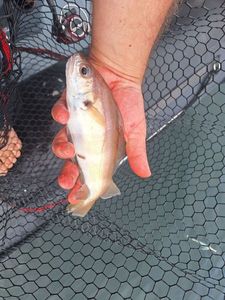 Atlantic Salmon (Juvenile)