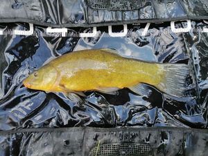 Tench