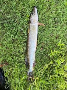 Northern Pike