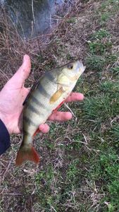 European Perch