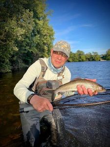 Grayling