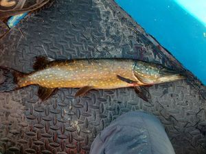 Northern Pike