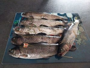 Rainbow Trout