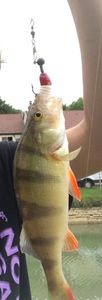 European Perch