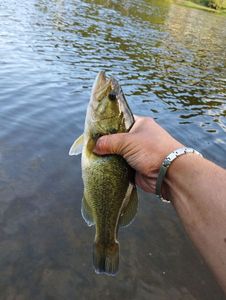 Largemouth Bass