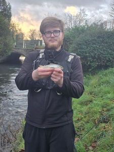 Brown Trout