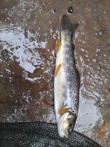 Brown Trout