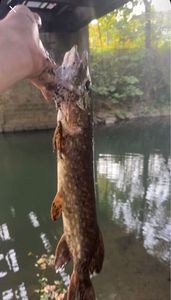 Northern Pike