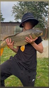 Common Carp