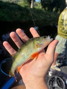 European Perch