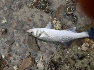 European Bass (Seabass)