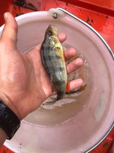 European Perch